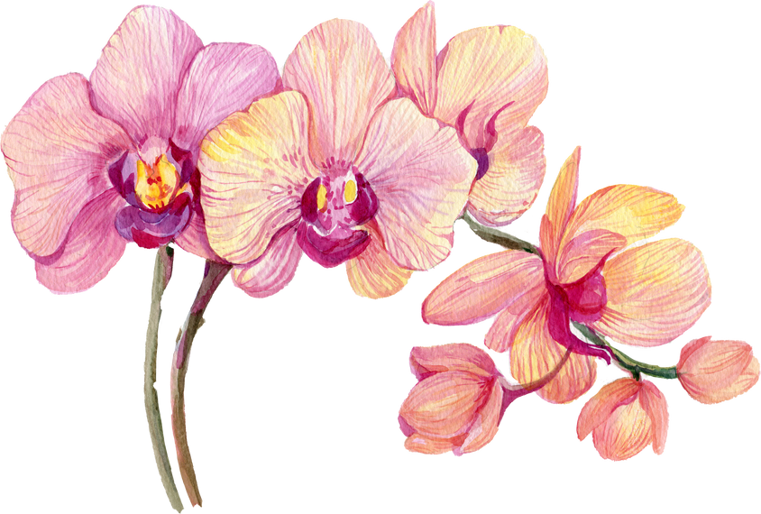 Pink Orchid Flower Watercolor